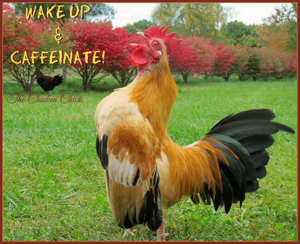 10418365_787580954617950_4120150997677291087_n