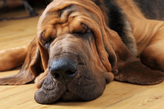 Bloodhound dog sleeping